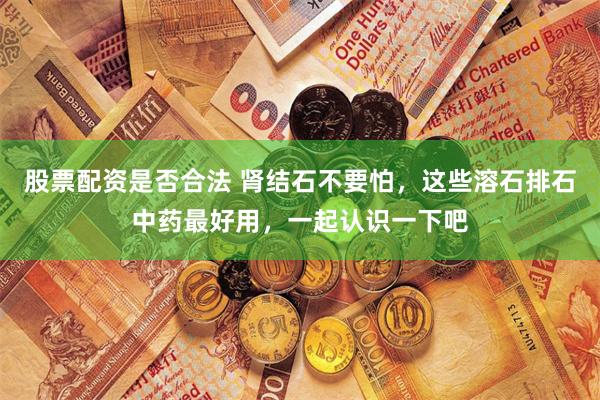 股票配资是否合法 肾结石不要怕，这些溶石排石中药最好用，一起认识一下吧